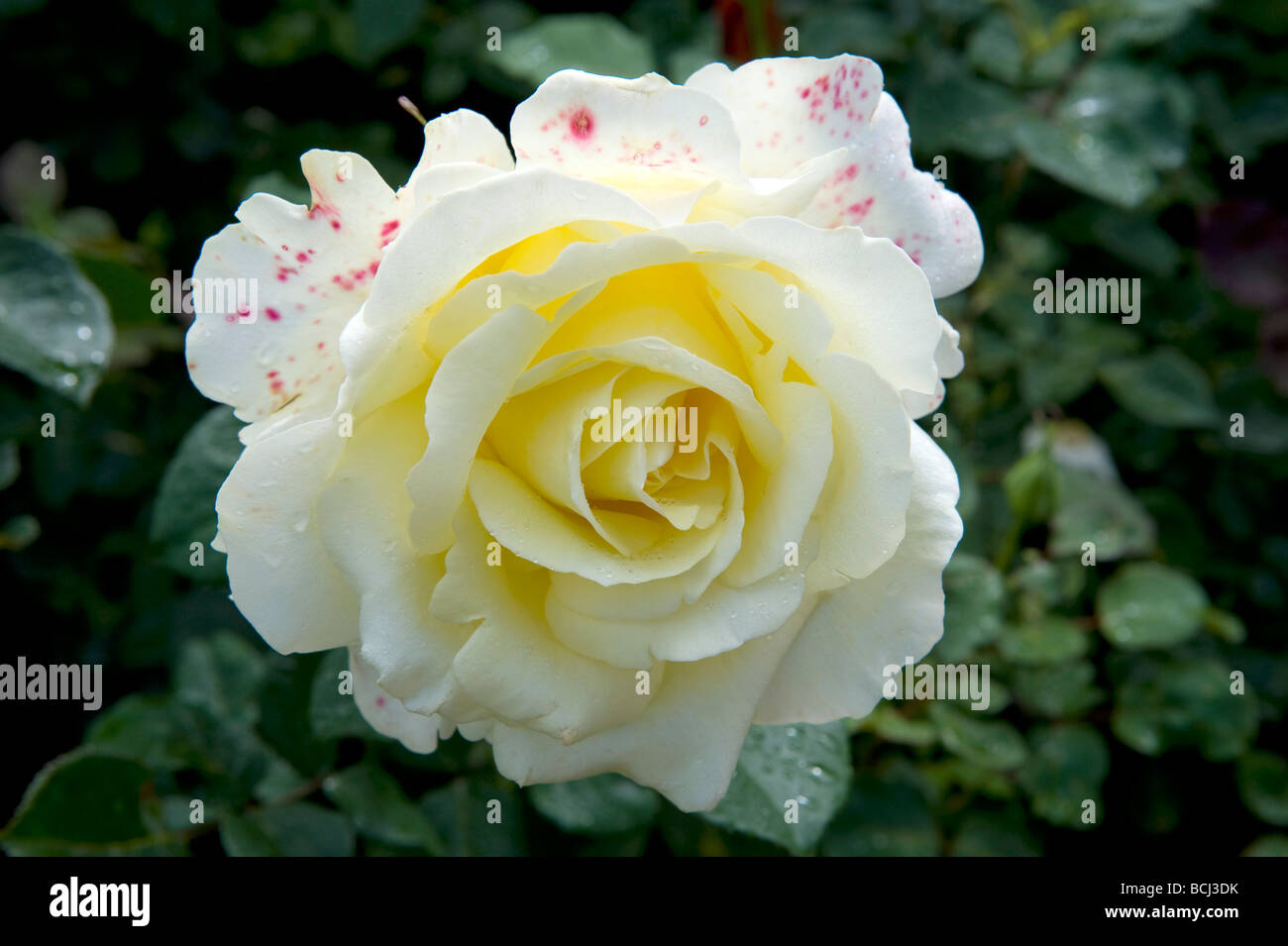 Rosa `Elina Dicjana`. Beautiful double rose in cream & white. Very compact. Stock Photo